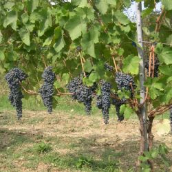 Ervi: una nuova opportunità per la competitività della viticoltura piacentina