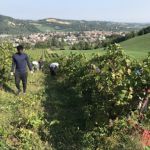 3rd meeting of the "school in the vineyard" with foreign asylum seekers