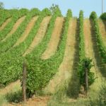 Monitoring of grape ripening in mountain and foothill areas