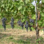 Varietal innovation for a modern and competitive vineyard management