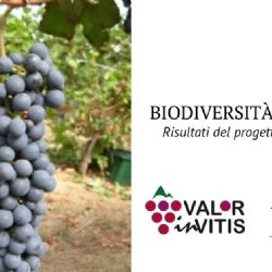 Expansion and enhancement of varietal biodiversity of the "Colli Piacentini" wine district