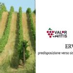 From Ervi the new opportunities for the viticulture of "Colli Piacentini" wine district