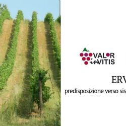 From Ervi the new opportunities for the viticulture of 