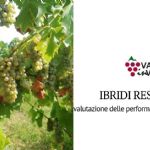 Evaluation of the vegetative and productive performance of resistant hybrids in the Colli Piacentini area