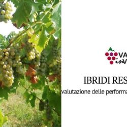 Evaluation of the vegetative and productive performance of resistant hybrids in the Colli Piacentini area