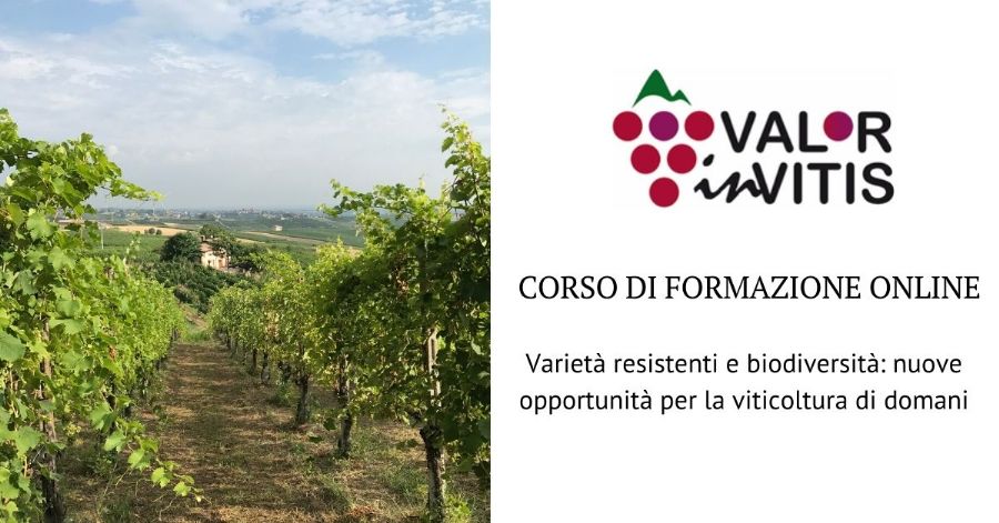 Varietà resistenti e biodiversità: nuove opportunità per la viticoltura di domani