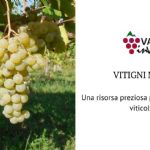 Minor cultivars, a precious resource for the relaunch of the viticulture in "Colli Piacentini" wine district
