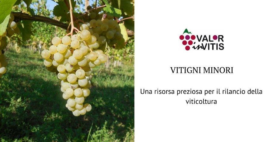 Minor cultivars, a precious resource for the relaunch of the viticulture in Colli Piacentini wine district