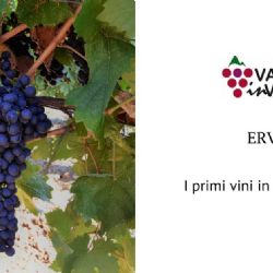 ERVI, the first wines on the market