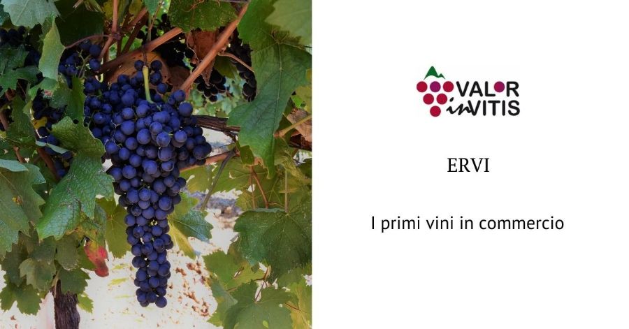 ERVI, the first wines on the market