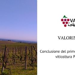 ValorInVitis: positive results for the first Operational Group totally dedicated to the viticulture of 